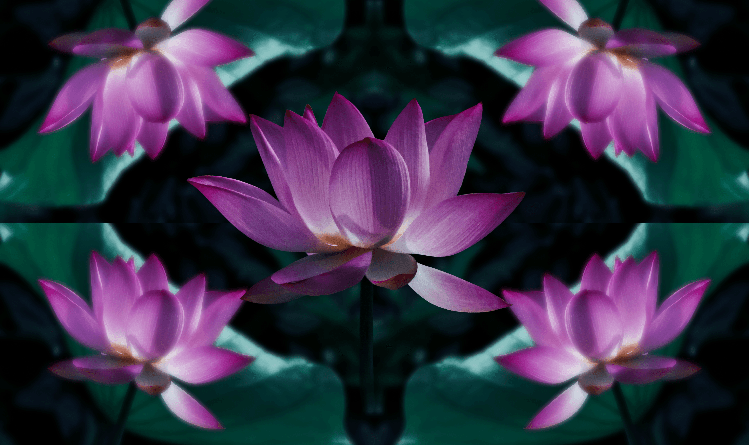lily screenshot 2